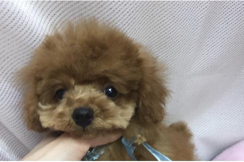 販売中のタイニープードルの親犬