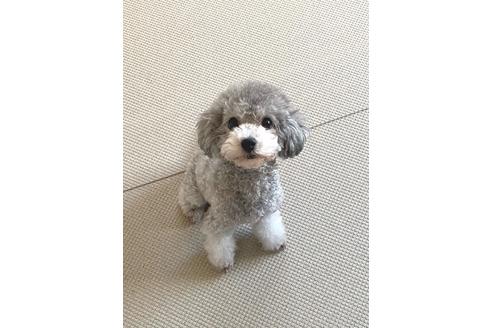 販売中のトイプードルの親犬