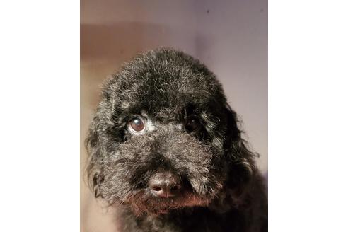 販売中のトイプードルの親犬