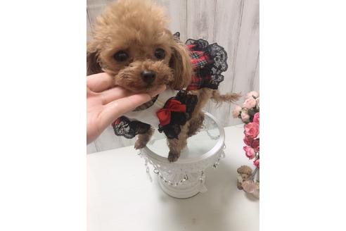 販売中のトイプードルの親犬