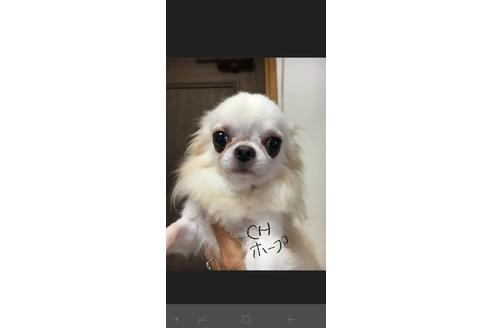 販売中のチワワ(ロングコート)の親犬