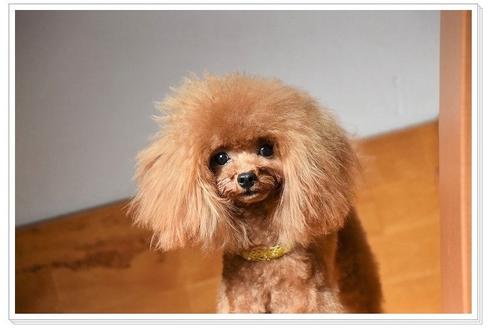 販売中のタイニープードルの親犬
