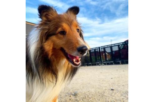 販売中のシェットランドシープドッグ(シェルティ)の親犬