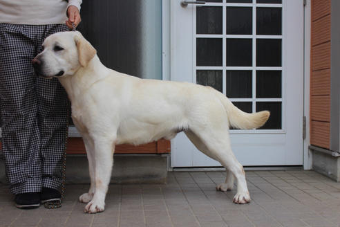 販売中のラブラドールレトリーバーの親犬