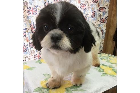販売中のシーズーの親犬