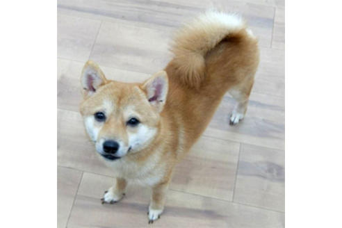 販売中の豆柴の親犬