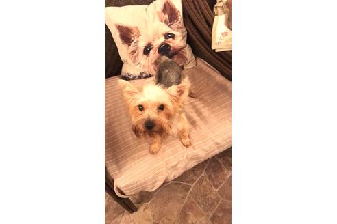 販売中のヨークシャーテリアの親犬