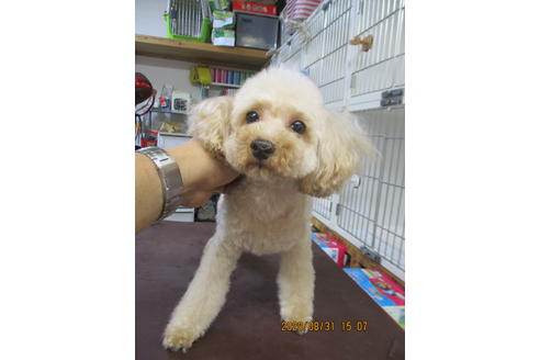 販売中のティーカッププードルの親犬