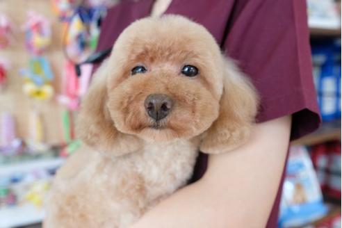 販売中のトイプードルの親犬