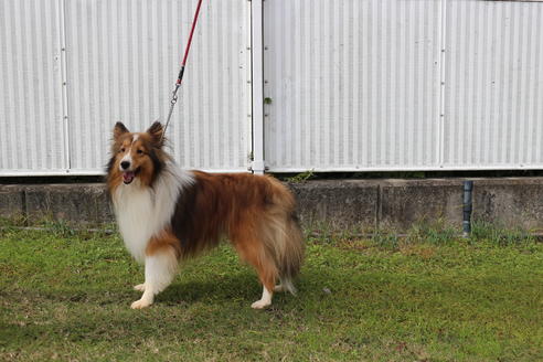 販売中のシェットランドシープドッグ(シェルティ)の親犬