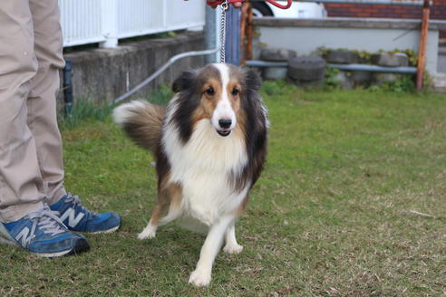 販売中のシェットランドシープドッグ(シェルティ)の親犬