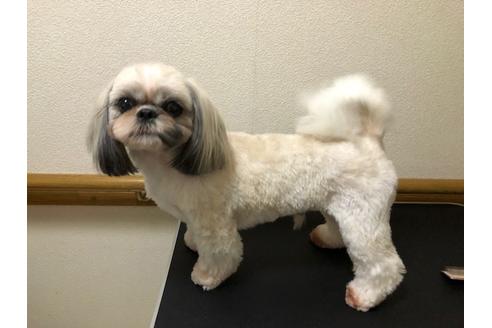 販売中のシーズーの親犬