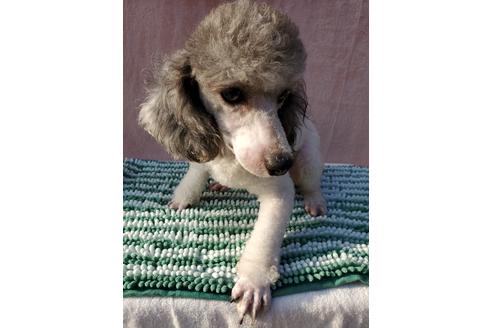 販売中のトイプードルの親犬