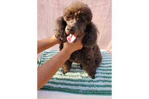 販売中のトイプードルの親犬