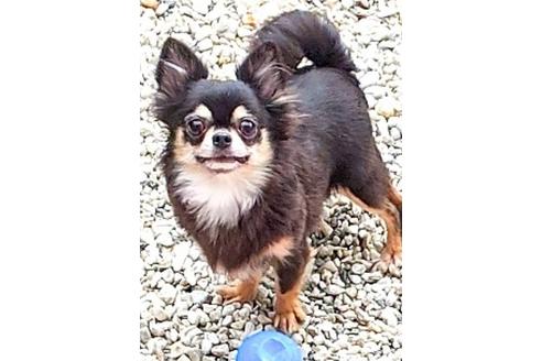 販売中のチワワ(ロングコート)の親犬