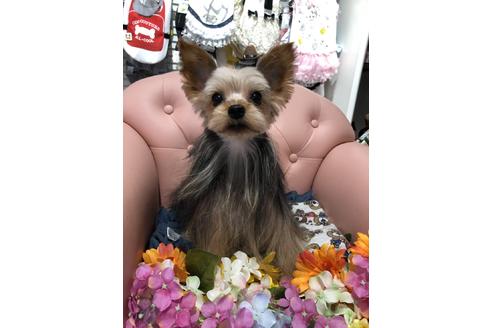 販売中のヨークシャーテリアの親犬