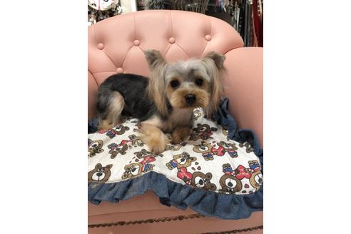 販売中のヨークシャーテリアの親犬