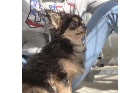 販売中のチワワ(ロングコート)の親犬