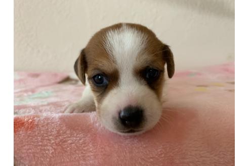 岡山県のジャックラッセルテリア 女の子 10 07生まれ 綺麗な柄の女の子 子犬id ブリーダーナビ