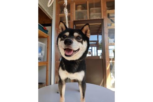 販売中の柴犬の親犬