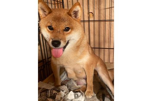 販売中の柴犬の母親