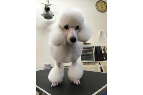 販売中のトイプードルの親犬