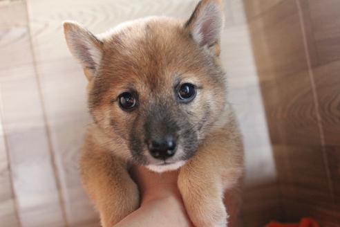 熊本県の柴犬 女の子 09 26生まれ お父さんチャンピオン犬 子犬id ブリーダーナビ