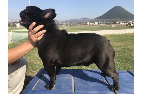 販売中のフレンチブルドッグの親犬