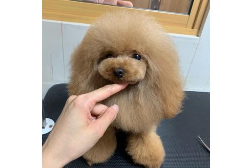 販売中のティーカッププードルの親犬