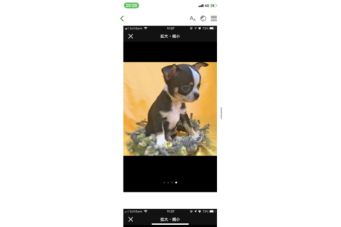 販売中のチワワ(スムースコート)の親犬