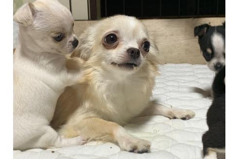 販売中のチワワ(スムースコート)の親犬