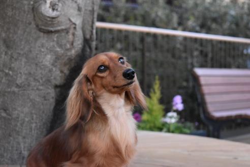 販売中のカニンヘンダックスフンド(ロングヘアード)の親犬
