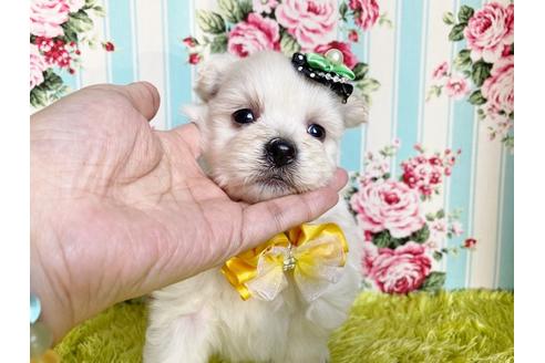 販売中のミックス犬の親犬