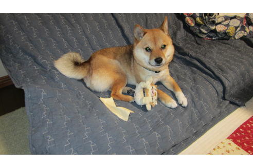 販売中の豆柴の親犬