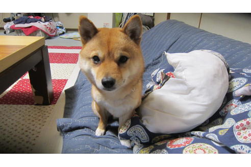 販売中の豆柴の親犬
