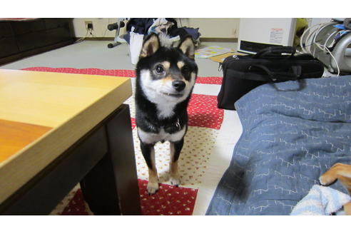 販売中の豆柴の親犬