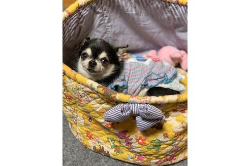 販売中のチワワ(ロングコート)の親犬