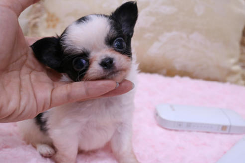 販売中のチワワ(ロングコート)の親犬