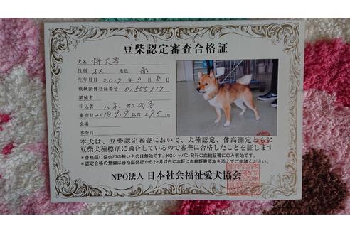 販売中の豆柴の親犬