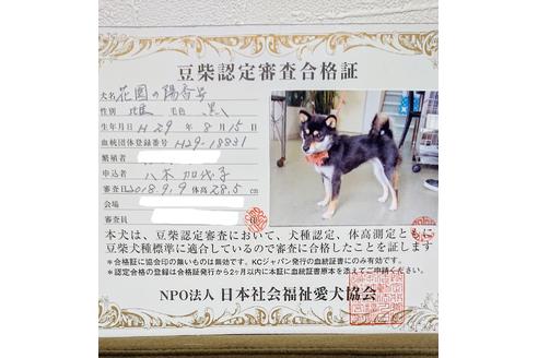 販売中の豆柴の親犬