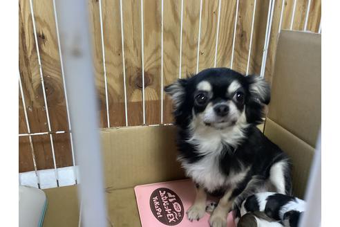 販売中のミックス犬の母親