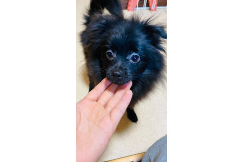万円以下のポメラニアンの子犬を探す ブリーダーナビ