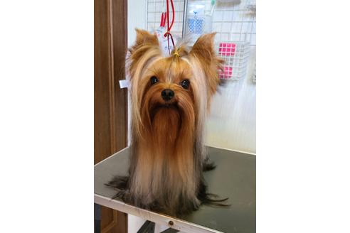 販売中のヨークシャーテリアの親犬