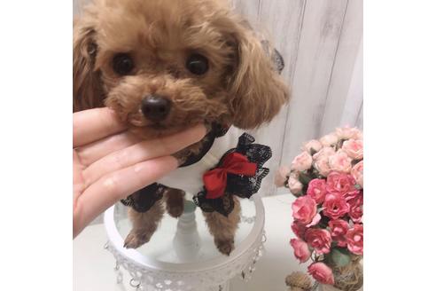 販売中のティーカッププードルの親犬