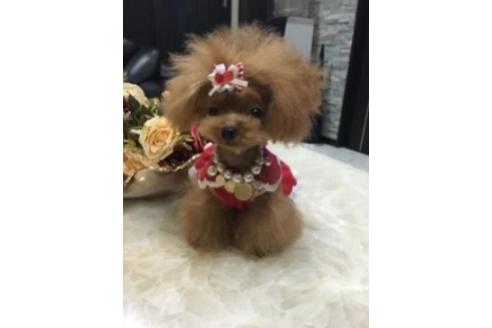 販売中のティーカッププードルの親犬