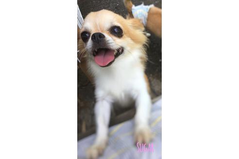 販売中のチワワ(スムースコート)の親犬