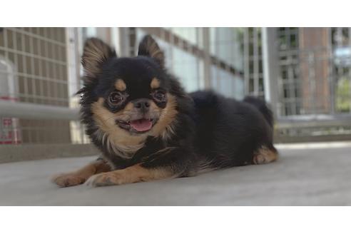 販売中のチワワ(ロングコート)の親犬