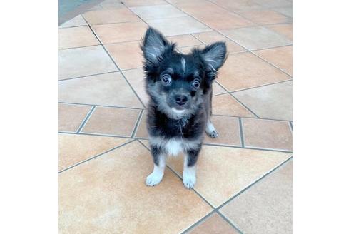 群馬県でチワワの子犬を探す ブリーダーナビ 群馬県でチワワの子犬を探す ブリーダーナビ