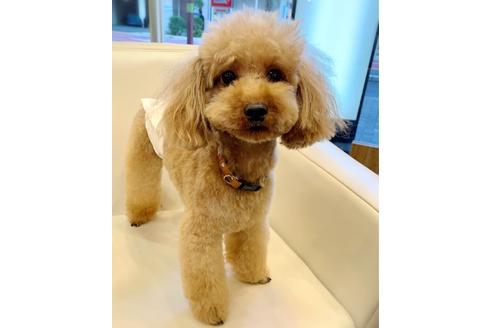 販売中のトイプードルの親犬