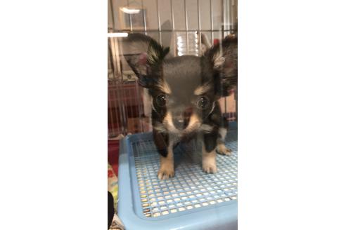 販売中のチワワ(ロングコート)の親犬